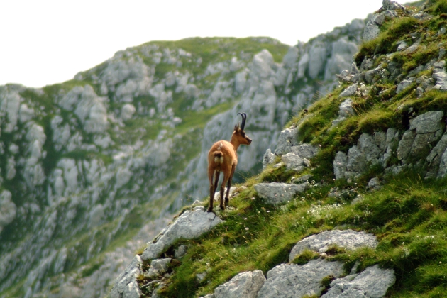 Camoscio d''Abruzzo Rupicapra pyrenaica ornata